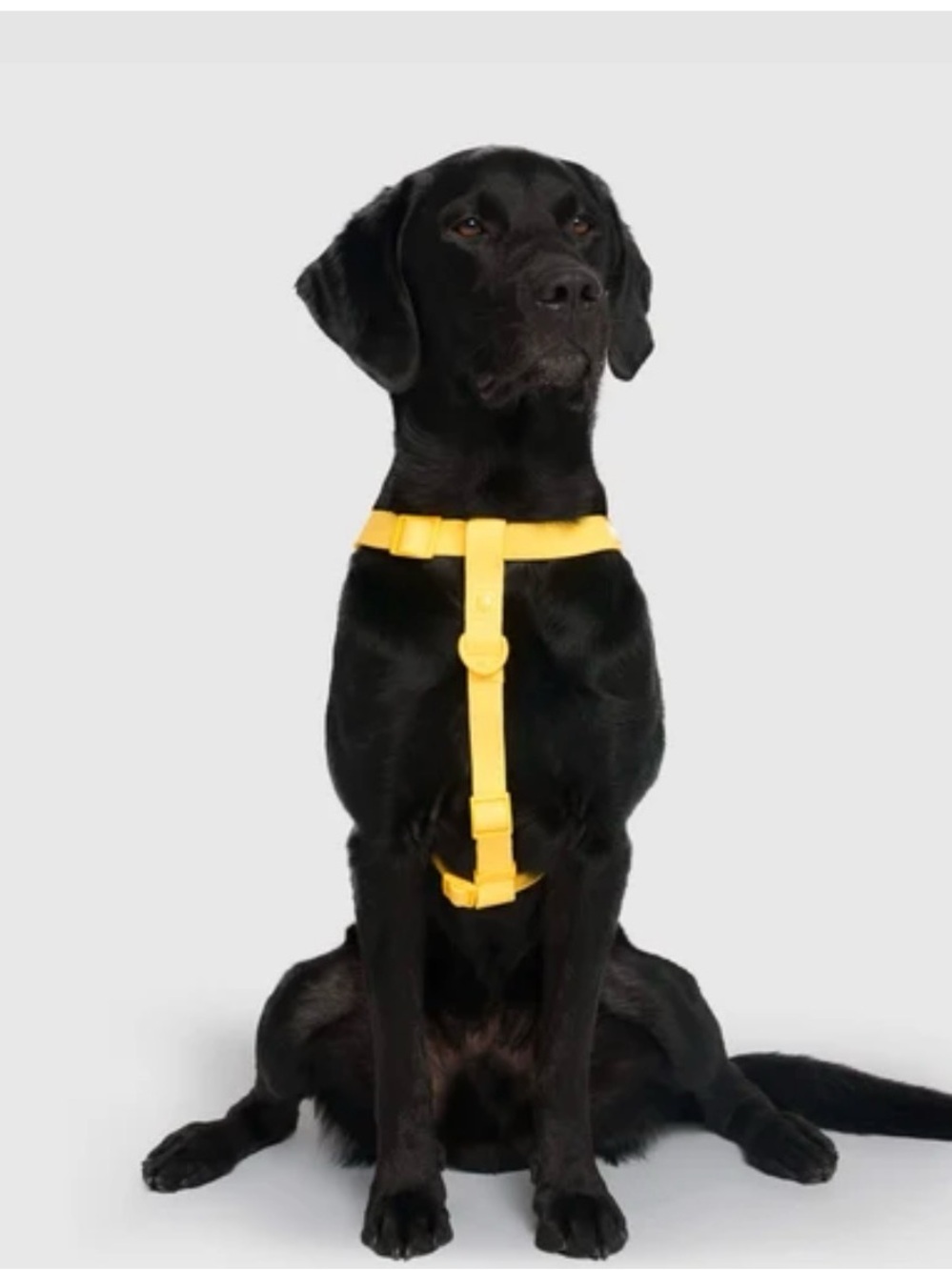 Canada Pooch Yellow Dog Harness - Comfortable No-Pull Chest Harness - Size Large
